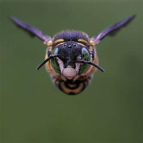 bees have 5 eye insect eyes bee pictures wild bees cool bugs i love bees bees and wasps
