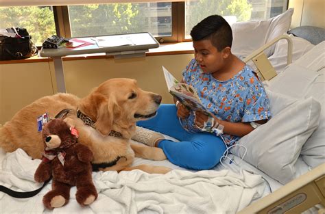 Most therapy animals are used for similar reasons. Celebrating Therapy Animals During National Pet Month | HuffPost