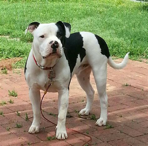 Prior to the national kennel club registering american bulldogs in 1970. My 8mo American Bulldog, Full Nelson, Johnson x Scott ...