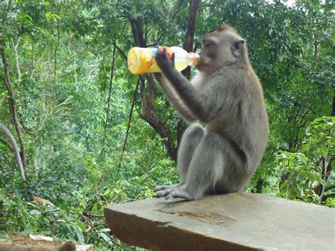 Kutahu nama binatang jerapah harimau gajah kastari animation via youtube.com. Monyet Minum "Minute Maid Pulpy" ~ JALAN JALAN MAKAN MAKAN
