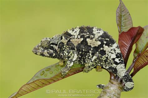 128 · view names similar to jackson (male, female, anagrams) population statistics for … Jackson Chameleon, female (Chamaeleo jacksonii) Originally ...