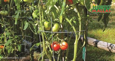 Cages Hortomallas Tomates Tomato Cajas Hortomallas™ Supporting Your