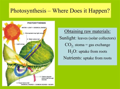 Each listing includes an image and key growing information below in a table. PPT - Photosynthesis and Cellular Respiration February 22 ...
