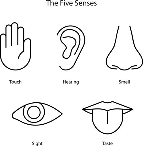 Five Human Senses Hearing Sight Smell Taste And Touch Simple Line