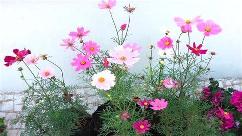 Cosmos Flowering Plants Grow And Caregreen Garden Gujarat Youtube