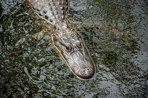 New Orleans Swamp Alligator Foto And Bild North America United States