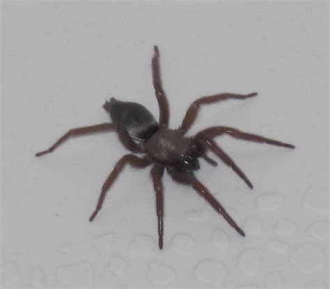 Black widow spiders are reclusive and shy creatures. Spiders - Davis - LocalWiki