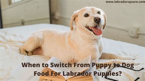 10 Best Dog Foods For Your Growing Lab Puppy When To Make The Switch