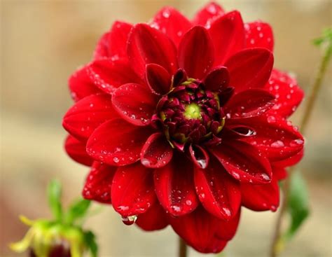 Beautiful Red Flowers For Every Season