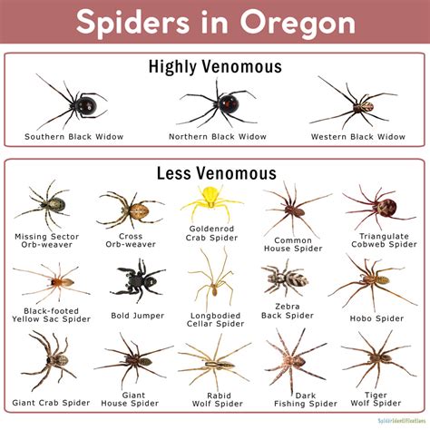 Giant House Spiders Eugene