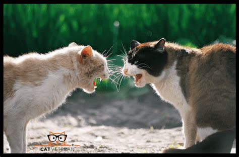 Why do cats hiss and growl. Why Does My Cat Growl (AND HOW DO I RESPOND?)