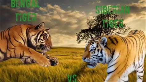 Bengal Tiger Vs Siberian Tiger Youtube