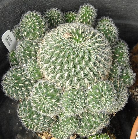 It has been the subject of many photographs, and commonly conjures up thoughts of the old west and the beauty of the southwest desert. Sulcorebutia santiaginiensis | The Cactus King