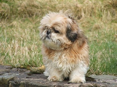 Bea Tzu Beagle And Shih Tzu Mix Pictures Guide Info And Care Pet Keen