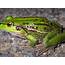 Beautiful Green Frog Amphibians In Australia  Wallpapers13com