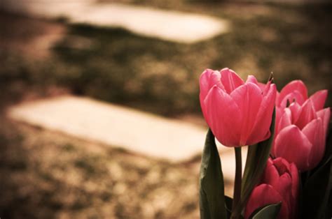 A flower is a beautiful symbol of life, but those simple petals can also represent peace after death and happiness in the afterlife. Planting Flowers at a Grave