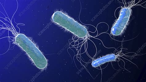 Pseudomonas Aeruginosa Bacteria Illustration Stock Image F0280246