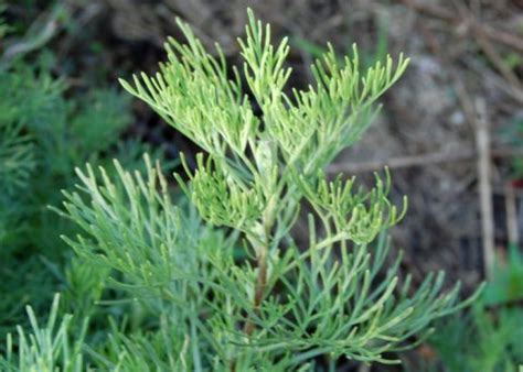 Ebay kleinanzeigen colakraut artemisia procera das colakraut ist eine sehr schöne duftstaude, die ihren namen zu. Colakraut - Cola Pflanze - Verwendung, Anbau, kaufen
