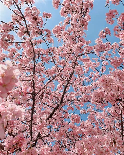 500 Cherry Blossoms Pictures Download Free Images On Unsplash