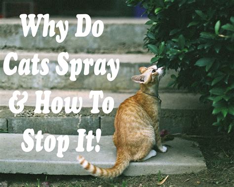 However, spraying is one behavior that affects many cat owners. Why Do Cats Spray : How to Stop It ! | Cat Mania | For Cat ...