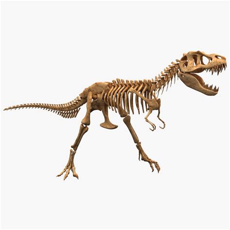 c4d dinosaur t-rex bones 2 Polish your personal project or design with these t rex transparent png images, make it even more personalized and.