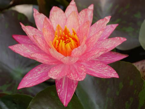Hardy water lilies produce round, leathery leaves up to 1 foot across. Wanvisa Hardy Waterlily 2 | Water lilies, Flower beauty ...