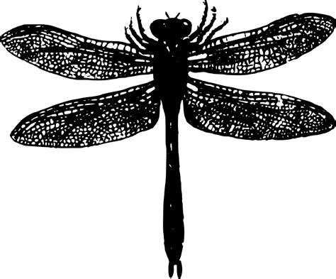 Onlinelabels Clip Art Basic Dragonfly