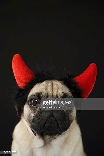 Dog Devil Costume Photos And Premium High Res Pictures Getty Images