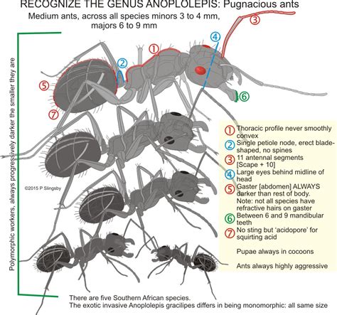 Ants Of Southern Africa Anoplolepis Species Pugnacious And Crazy Ants