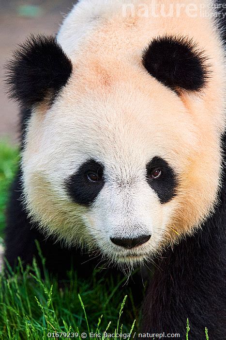 Stock Photo Of Giant Panda Male Portrait Ailuropoda Melanoleuca