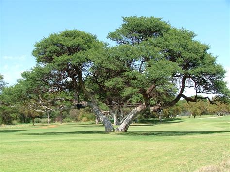 Protected Trees In South Africa Sa Forestry Online