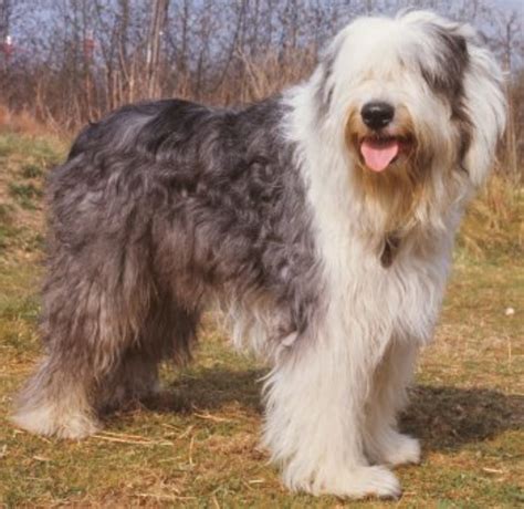 Old English Sheepdog Vs Himalayan Mastiff Breed Comparison