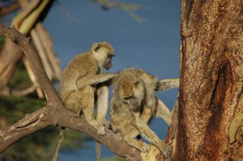 Baboon Males Live Longer Lives If Theyre Socially Connected The
