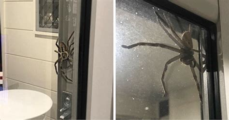 It could potentially harm him, so you're going to have to take him to the vet and get a nice ol' bill. Couple Shares Why They Can't Leave Their Home And Everyone ...
