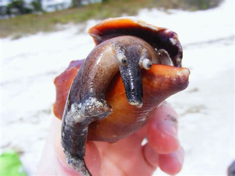Maybe you would like to learn more about one of these? horse conch shell - Google Search (With images) | Pictures ...