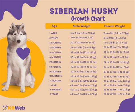 Siberian Husky Growth And Weight Chart Male And Female The Complete