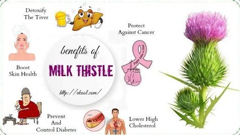Health Benefits Of Milk Thistle Milk Thistle Is An Older Herbal Remedy By Pharmahubng Medium