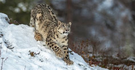 10 Incredible Snow Leopard Facts Wiki Point
