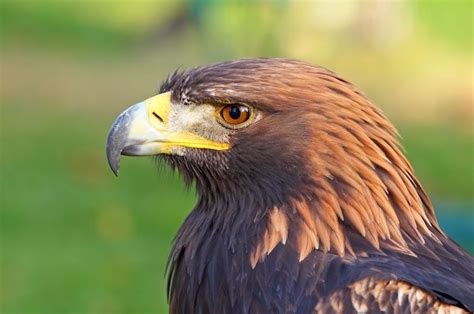 Falcon Images Golden Eagle Spirit Animal Meaning