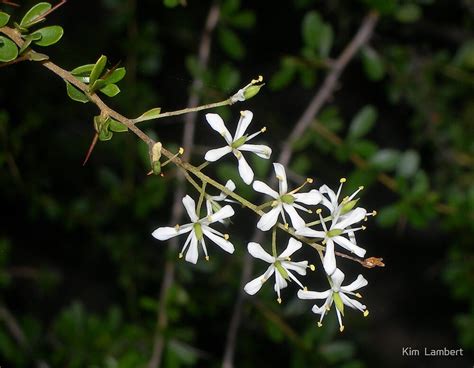 Tiny White Flowers On A Thorny Bush Near Newnes Nsw By Kim Lambert