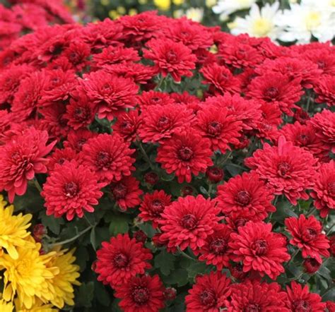 Fall Mums Red Milaegers