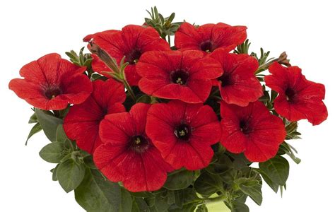 The Top 11 Petunia Varieties