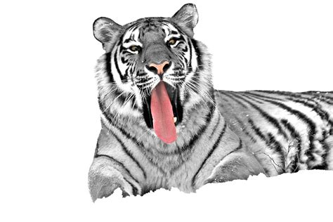 Free Photo White Tiger Animal Carnivore Cat Free Download Jooinn