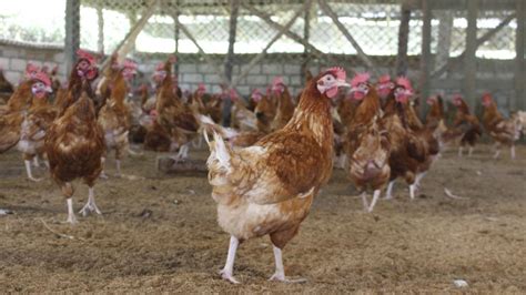 However, the standard only provides. Indian poultry industry looks for a turnaround amidst ...