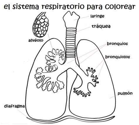 Sistema Respiratorio Para Niños Explicación Para Primaria 2022