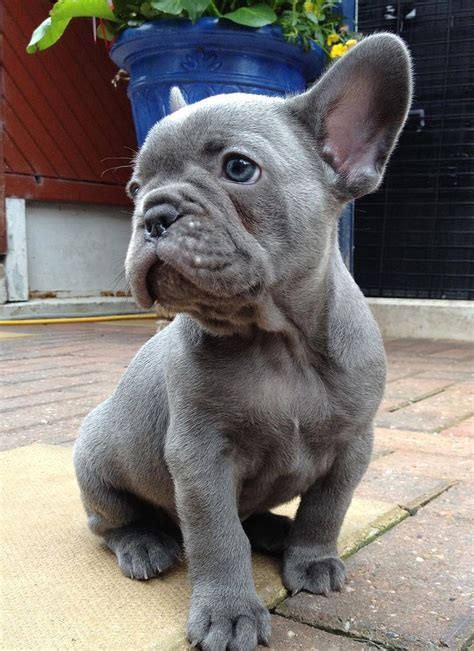 Puppy comes with 1 year genetic health this is junior , a beautiful blue male english bulldog puppy 28weeks old and akc registered. thebestofbluesuk | French bulldog puppies, Bulldog puppies ...