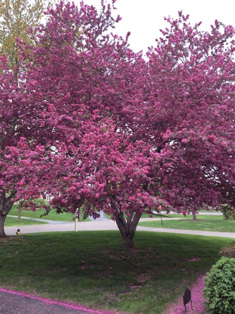 How To Grow A Crab Apple Tree From Seed