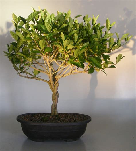 The gardenia is prized for its flowers, fragrant perfume and creamy white color. Flowering Gardenia Bonsai Tree Braided Trunk(jasminoides ...