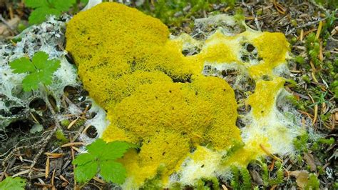The Blob Lives In New York State And Its Slime Mold