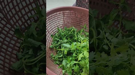 It is also known as chinese parsley, and in the united states the stems and leaves are usually called cilantro. Planting coriander leaves - YouTube